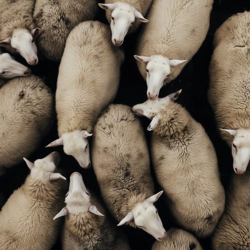 اکسید منیزیم و کربنات منیزیم برای گوسفند | احجار معدن
